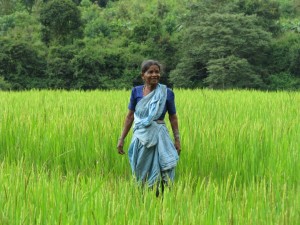 Beneficiary (Singegowda's wife) from Mundsara in her new paddy field outside Kudremukh, Credit B.M.Akarsha, CWS.