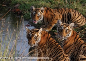 three tigers - photograph © Gobind Sagar Bhardwaj