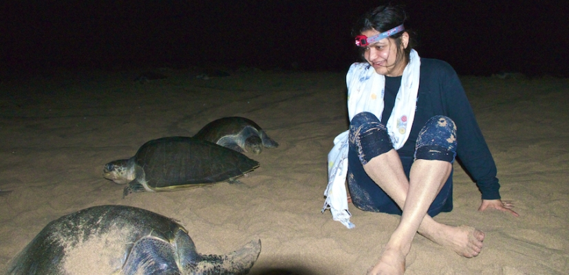 with olive ridley turtles in rushikulya in the eastern coast of india