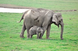 Ele_with calf_corbett_web