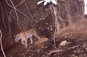 tiger in goa