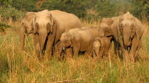 elephants_dhikala