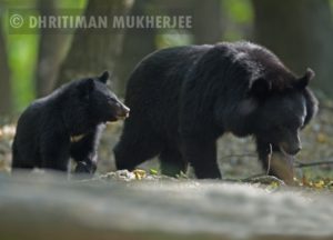 himalayan black bear-dhritiman