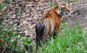 my tigress in Kanha_may 2013
