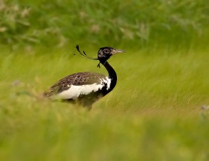 lesser-florican_ramki