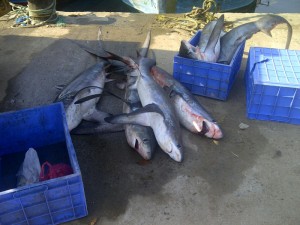 shark_finning