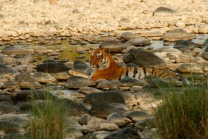 corbett_tiger