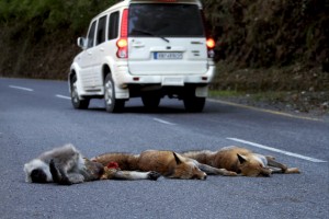 red fox_langur