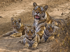 tigers_aditya